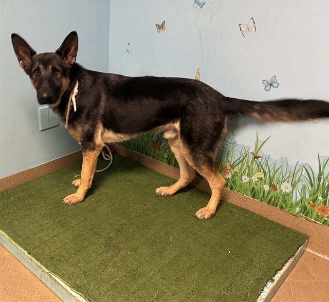 Amigo Jack, a German Shepherd, available for adoption