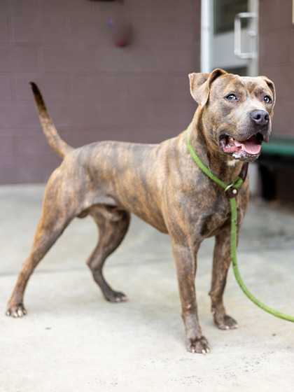 Zoomer, a Cane Corso Mastiff (mix breed), available for adoption