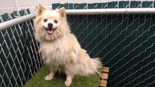 Jade, a Pomeranian, available for adoption