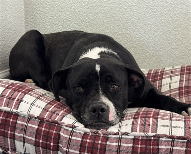 Spruce, a Boston Terrier (mix breed), available for adoption