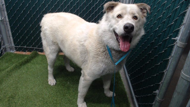 Bruce, a Siberian Husky, available for adoption