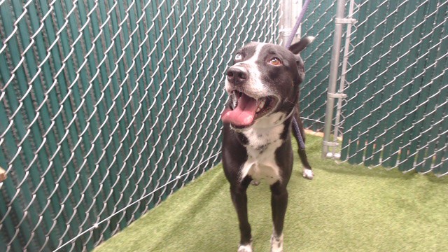 Storm, a Siberian Husky, available for adoption
