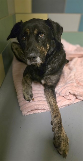 Bones, a Shepherd, available for adoption
