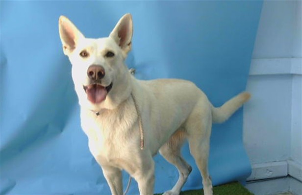 A5796624, a German Shepherd, available for adoption
