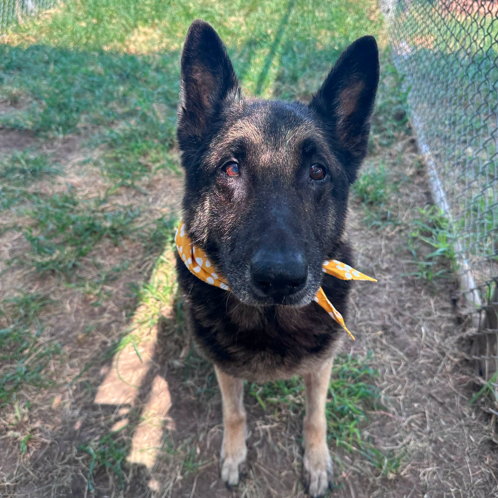 Max, a German Shepherd (mix breed), available for adoption