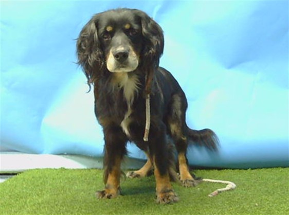 A5797876, a Cocker Spaniel, available for adoption