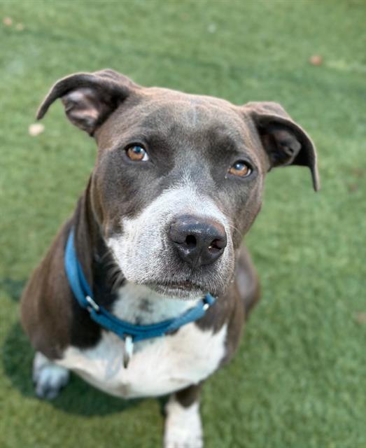 Harper, a Pit Bull Terrier (mix breed), available for adoption