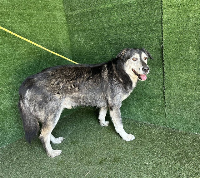 Tito, a German Shepherd, available for adoption