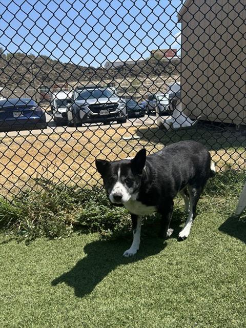 Milly, a Border Collie, available for adoption