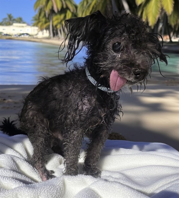Dudley, a Maltese, available for adoption