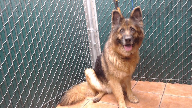 A5798713, a German Shepherd, available for adoption