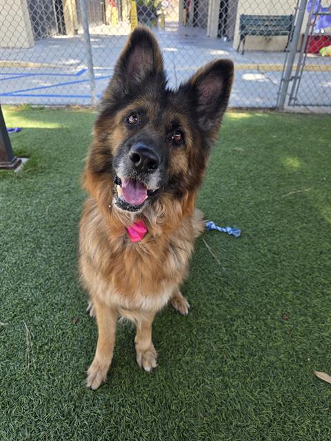 Shelly, a German Shepherd, available for adoption