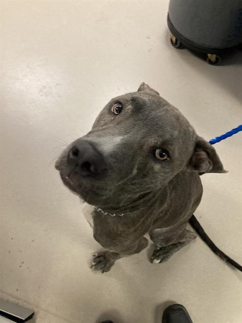 Stacks, a Pit Bull Terrier, available for adoption