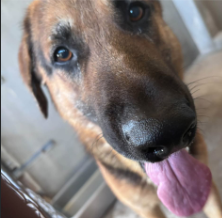 Mighty, a German Shepherd, available for adoption