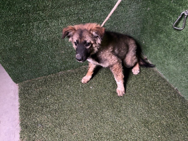 A5798822, a German Shepherd, available for adoption