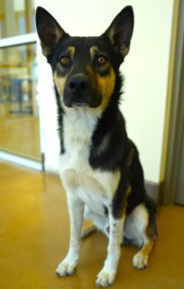 Reese, a Shepherd (mix breed), available for adoption