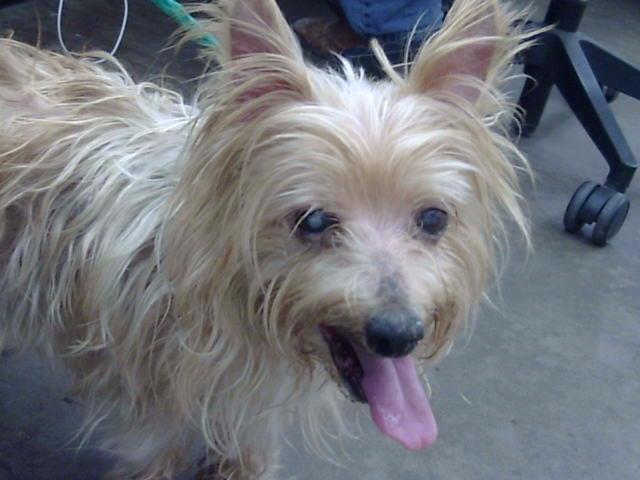 Sprite, a Yorkshire Terrier Yorkie (mix breed), available for adoption