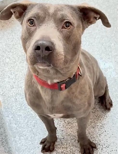 Dino, a Pit Bull Terrier, available for adoption