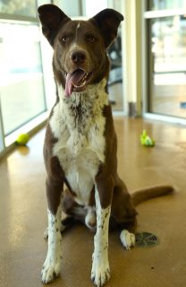 Quincy, a Pointer (mix breed), available for adoption