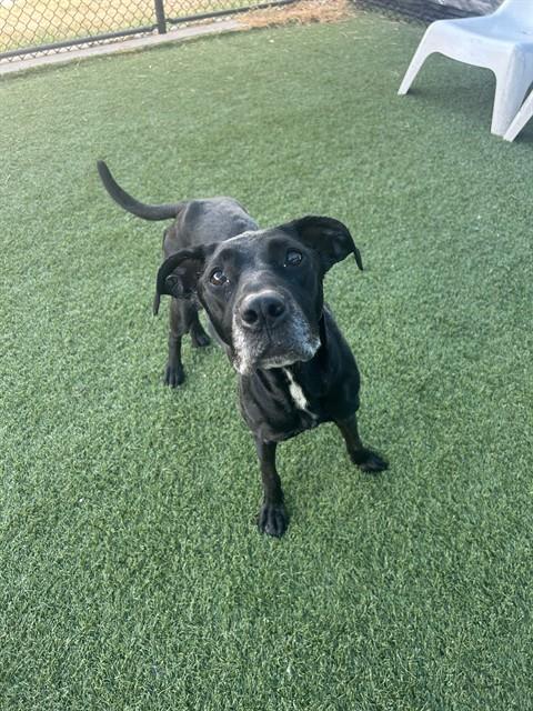 Rosie, a Labrador Retriever (mix breed), available for adoption