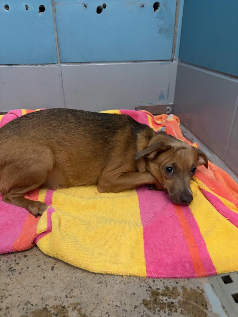 Pumpkin, a Chihuahua (mix breed), available for adoption