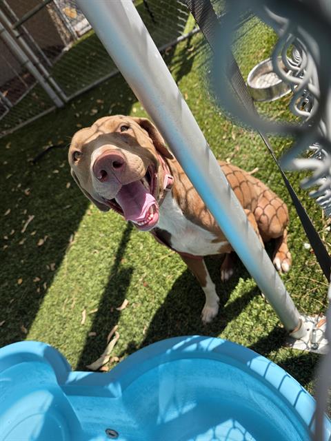 Freya, a Doberman Pinscher, available for adoption