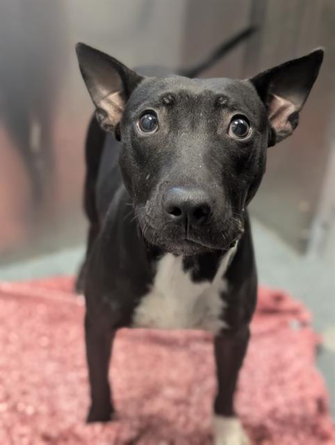 Bella, a Pit Bull Terrier (mix breed), available for adoption