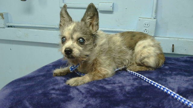 Cookie, a Chihuahua, available for adoption