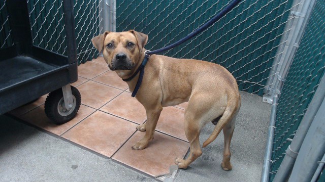 Max, a Bullmastiff, available for adoption
