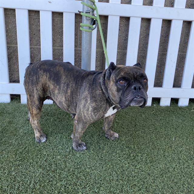 Olive, a Staffordshire Bull Terrier, available for adoption