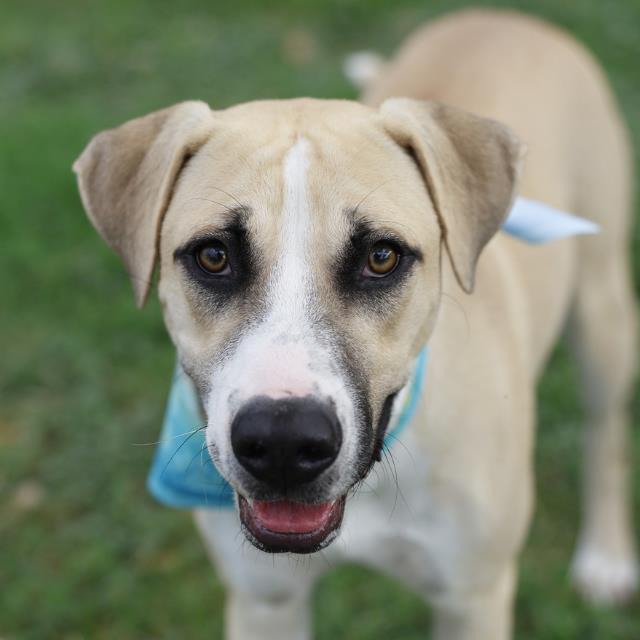 Lala, a Shepherd, available for adoption