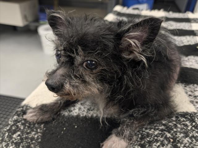 Estelle, a Yorkshire Terrier Yorkie (mix breed), available for adoption