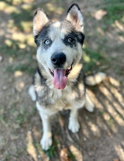 Sparkle, a Siberian Husky, available for adoption