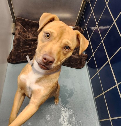 Jean, a Staffordshire Bull Terrier (mix breed), available for adoption