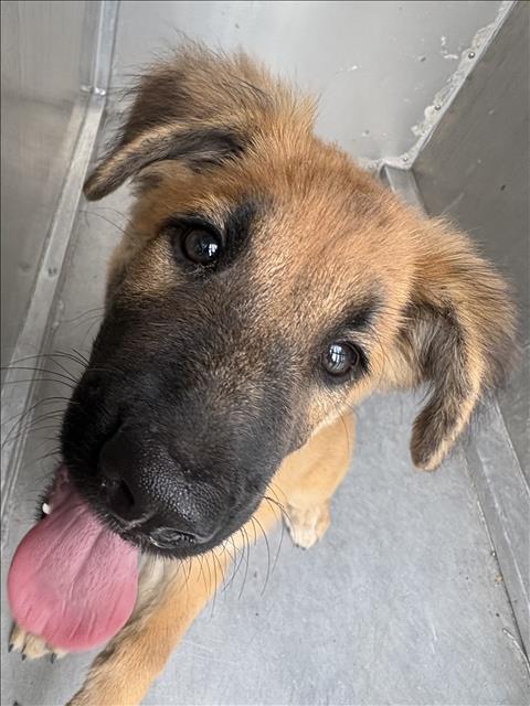 A035163, a Shepherd (mix breed), available for adoption