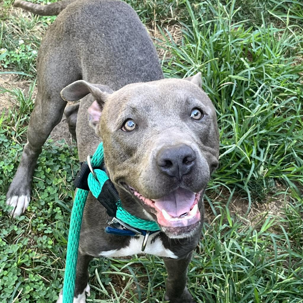 Rain, a Pit Bull Terrier (mix breed), available for adoption