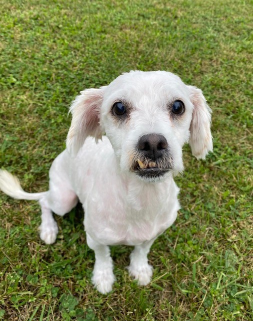 Lindon, a Maltese, available for adoption