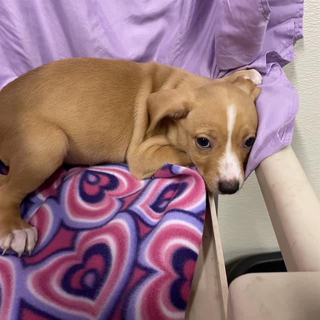 Jewel, a Pit Bull Terrier, available for adoption