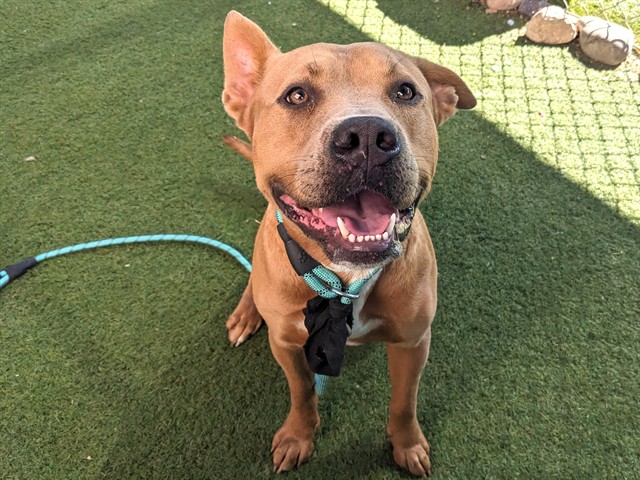 Koi, a Bullmastiff (mix breed), available for adoption