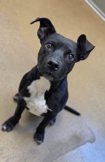 Bia, a Pit Bull Terrier (mix breed), available for adoption
