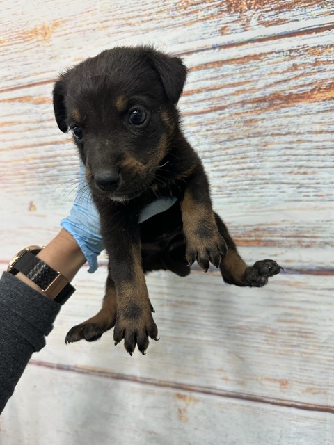 Terry, a Shepherd (mix breed), available for adoption