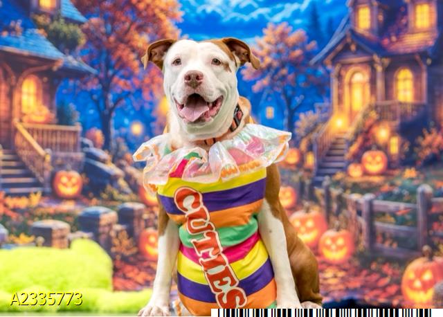 Joanie, a Pit Bull Terrier (mix breed), available for adoption