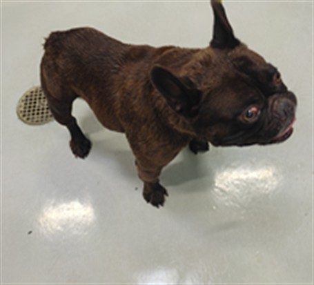 A5805229, a French Bulldog, available for adoption