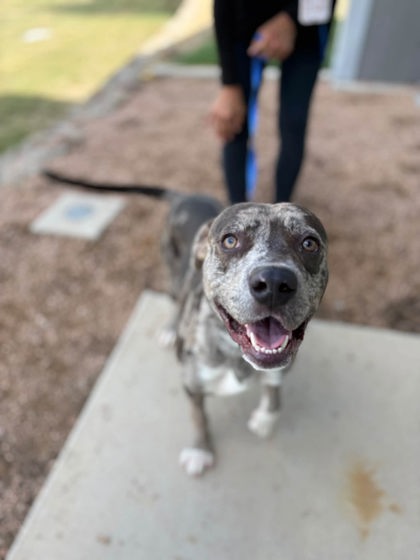 Picasso, a Pit Bull Terrier, available for adoption