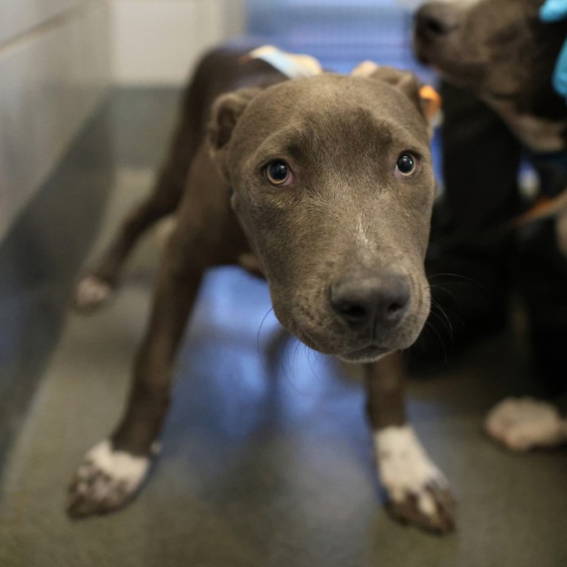 Sephora, a American Staffordshire Terrier (mix breed), available for adoption