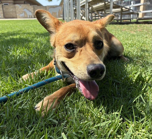 Charlie, a Shepherd, available for adoption