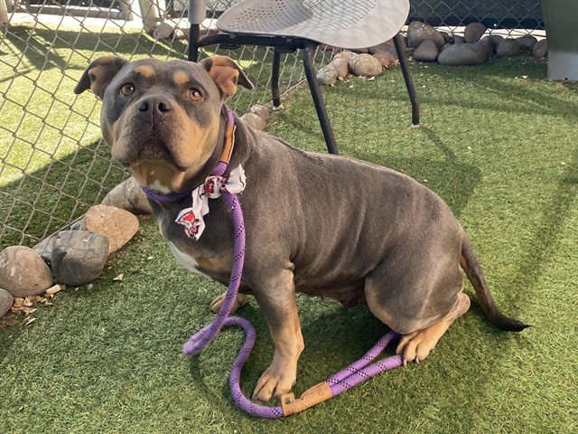 Guava, a Bullmastiff, available for adoption