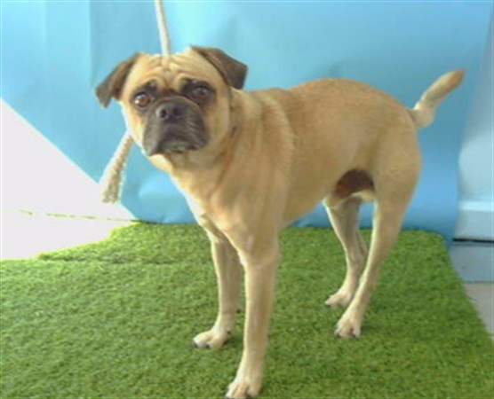 A5807311, a Pug, available for adoption