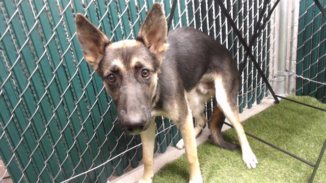 Johann, a German Shepherd, available for adoption