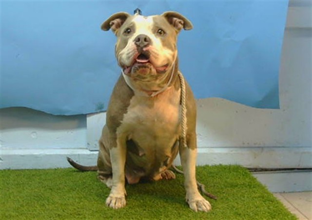 Latto, a American Staffordshire Terrier, available for adoption